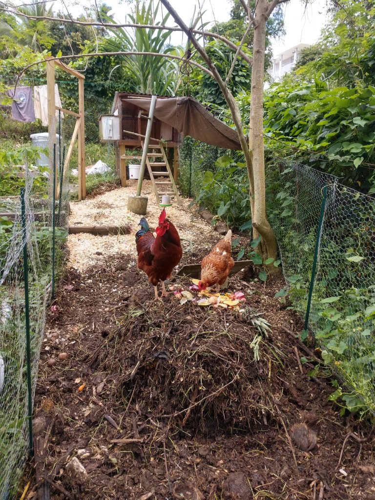 Tropical Permaculture Backyard Tour: Chicken System