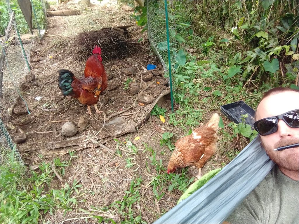Managing my Chicken Compost System