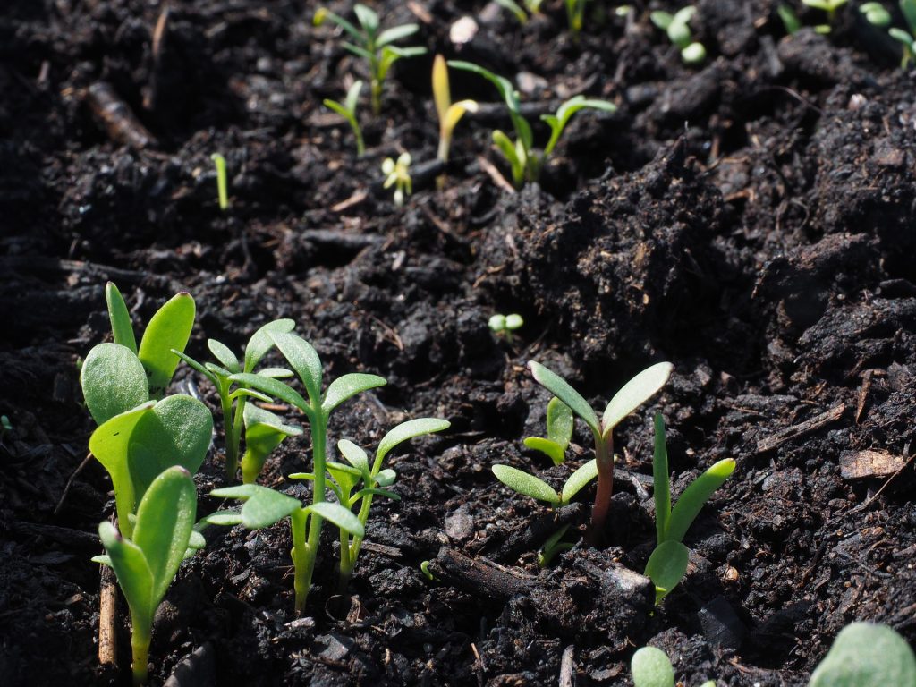 a healthy soil food web promotes plant growth